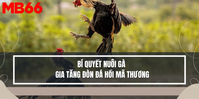 Bí quyết nuôi gà chiến đòn đá hồi mã thương