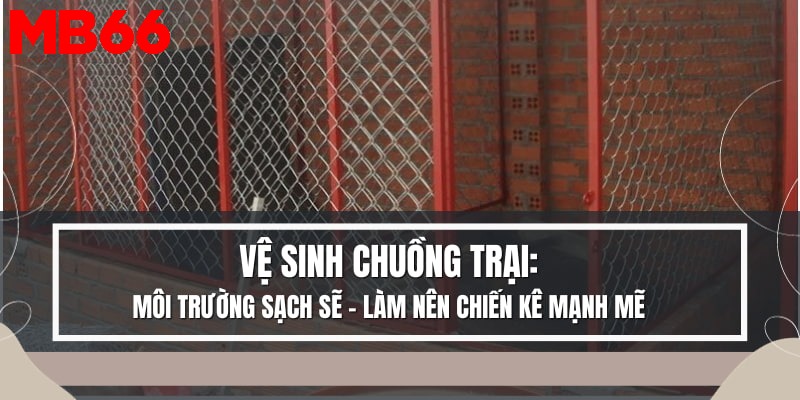 Thường xuyên vệ sinh chuồng trại khi nuôi gà đá hồi mã thương