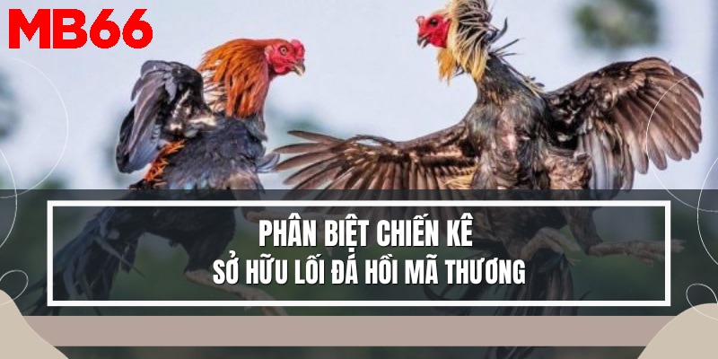 Nhận biết chiến kê sở hữu đá hồi mã thương