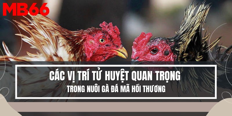 Lưu ý Vị trí tử huyệt quan khi nuôi gà đá hồi mã thương