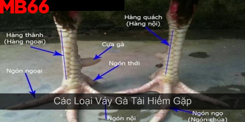 9 cách xem vảy gà thần kê chuẩn xác