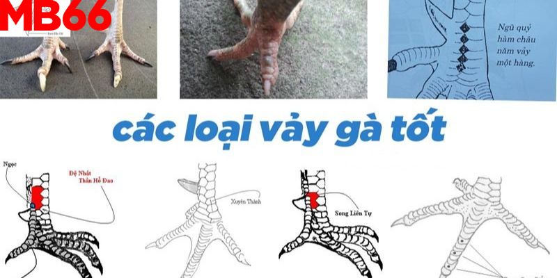 Giải ngố vảy gà thần kê