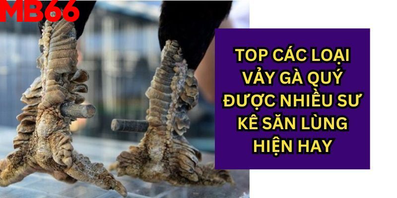 Sưu tập một số vảy gà thần kê thường gặp